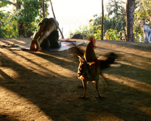 Happy Yoga Tribe (Goa, India)